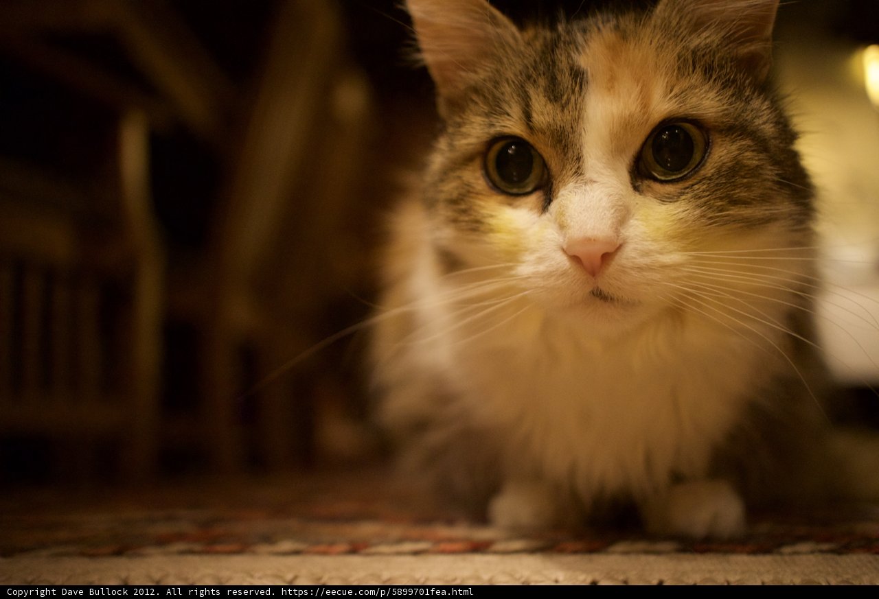 Feline Focus