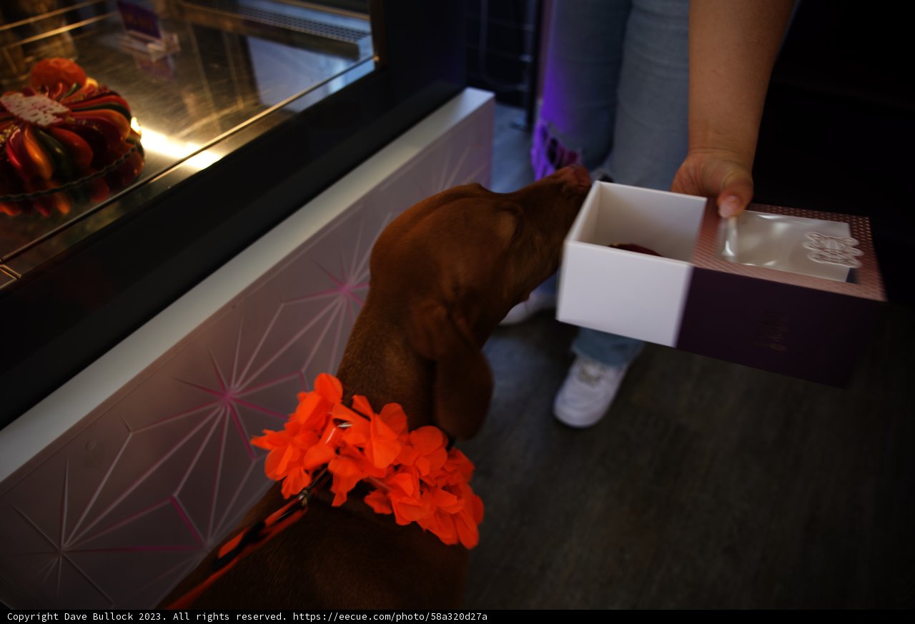 Puppy's Sweet Surprise