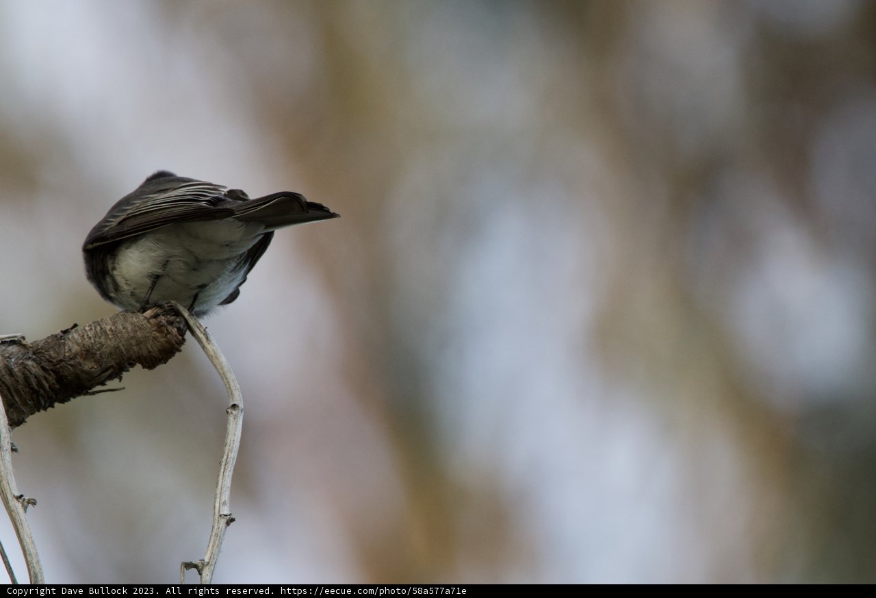 Afternoon Singularity: The Finch of Fort Mason