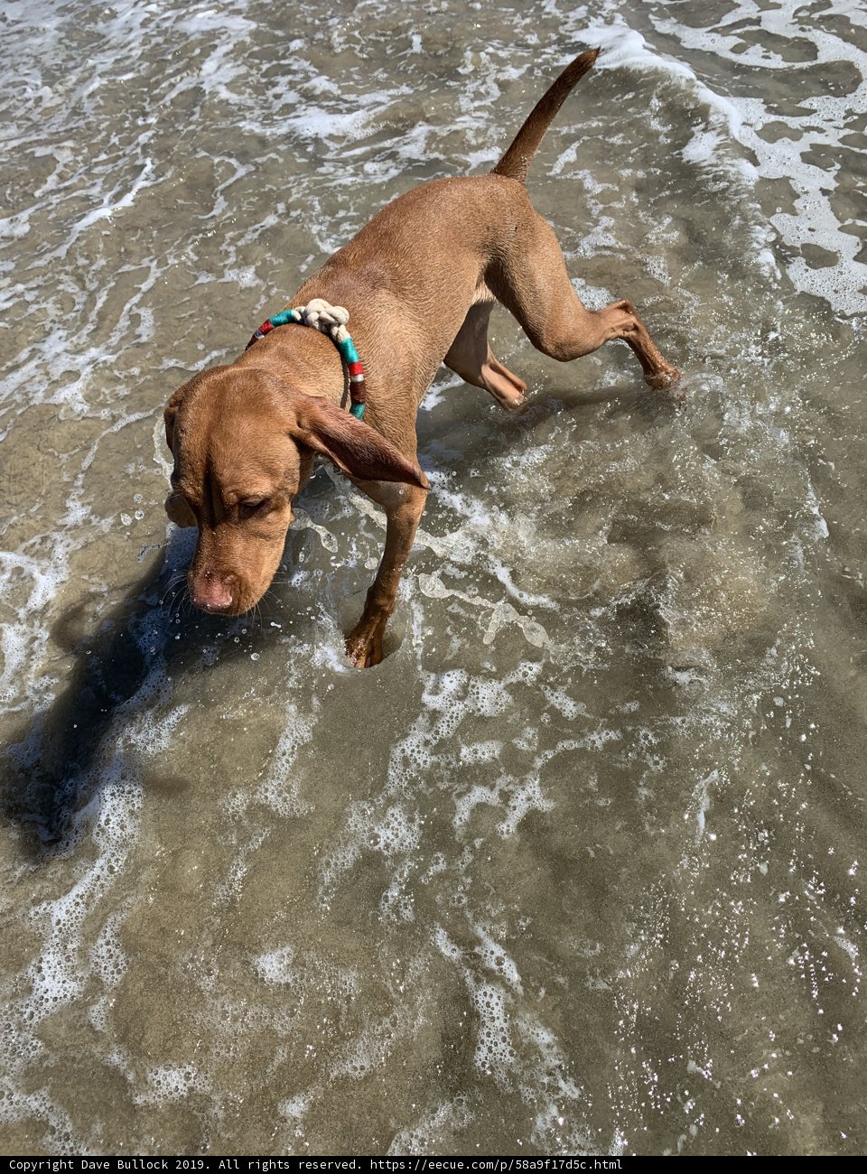 Splashing around in Huntington Dog Beach
