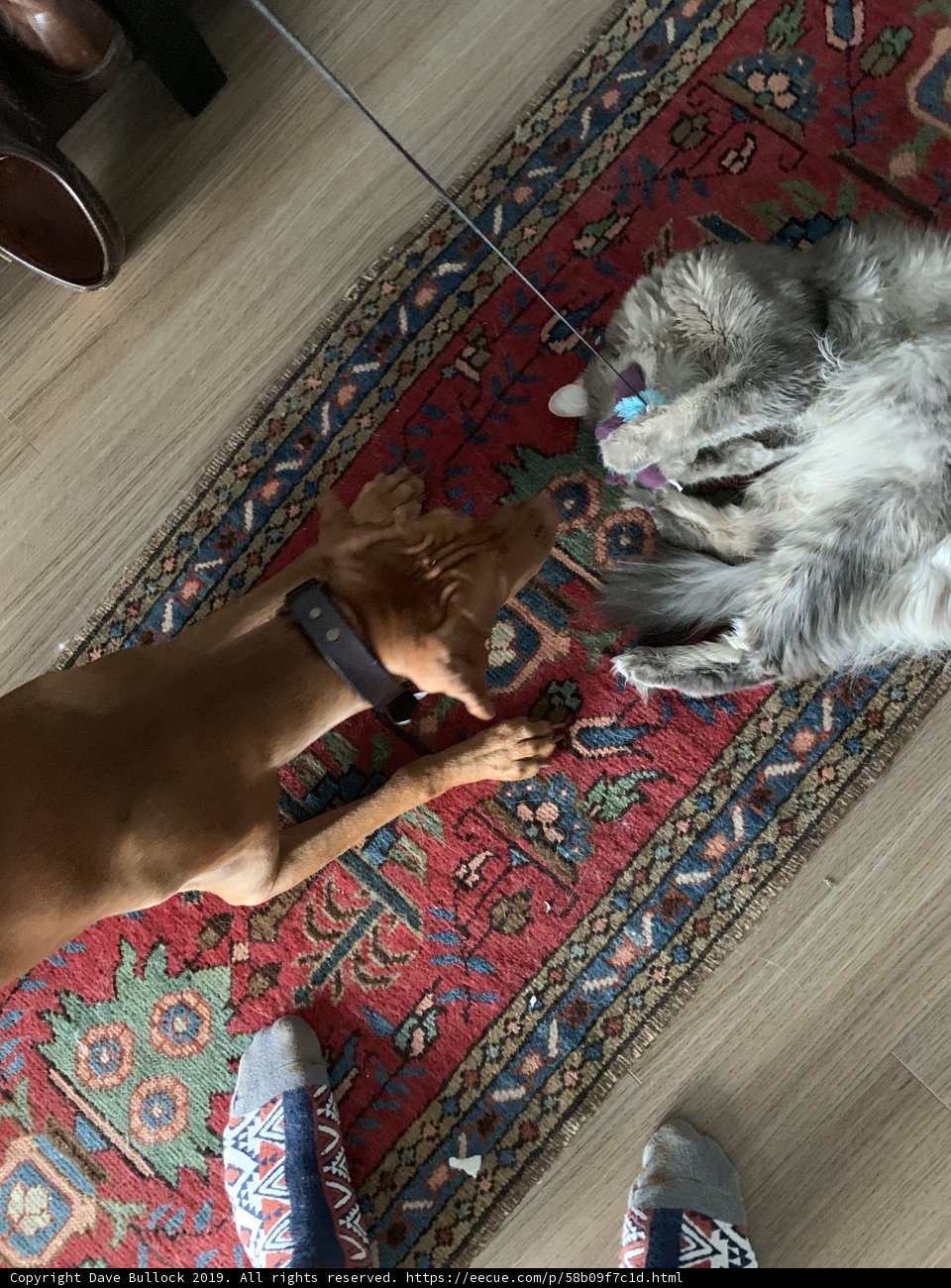 Furry Friends Having Fun on the Rug