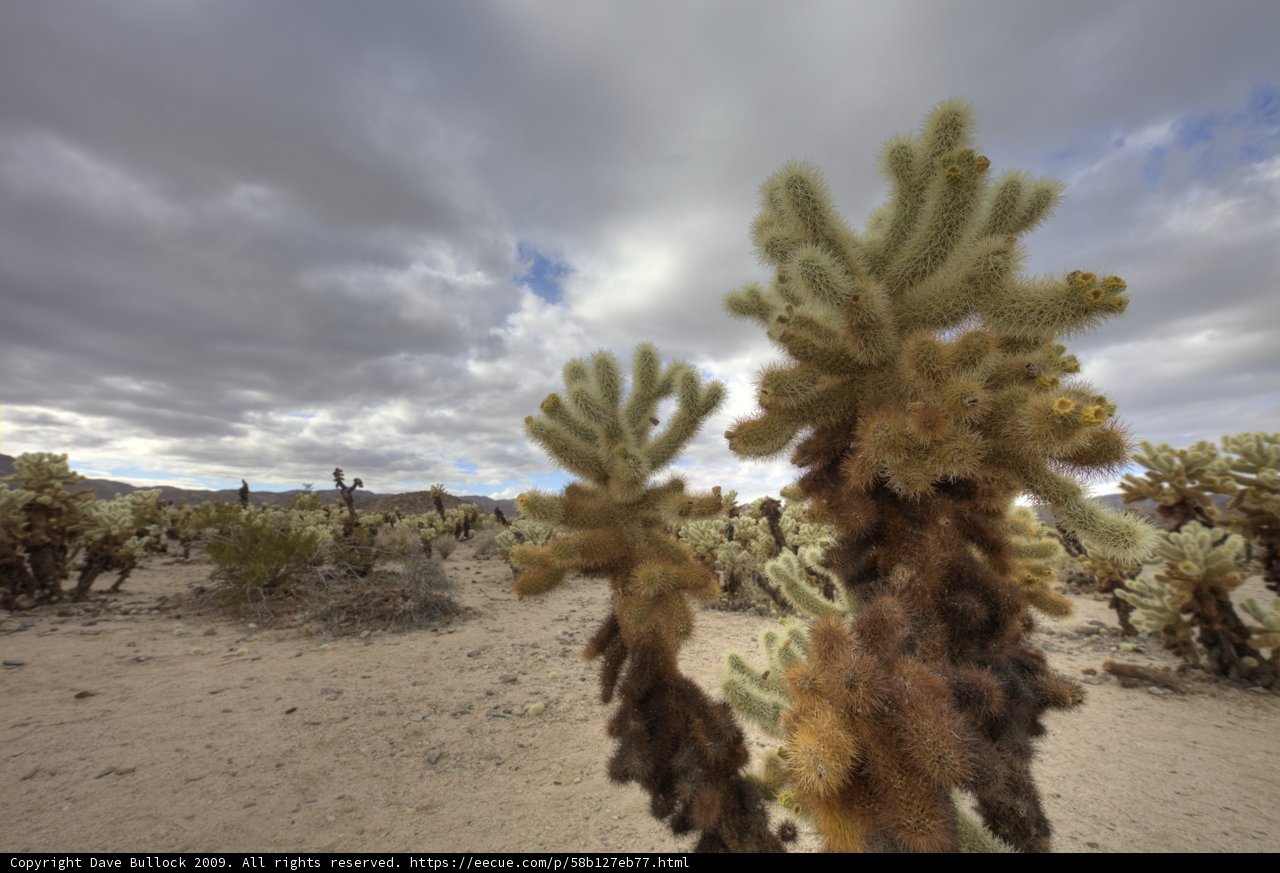 Solitude in the Desert