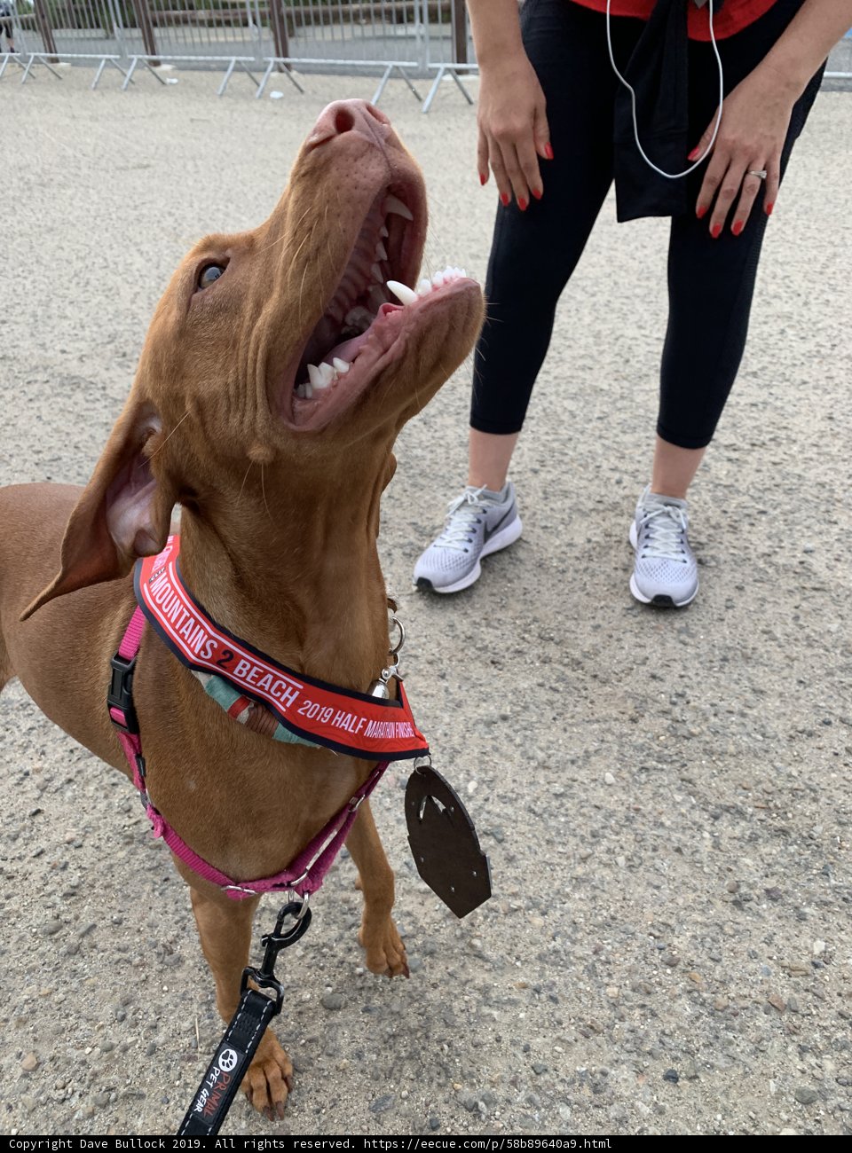 A Woman with Her Trusty Vizsla