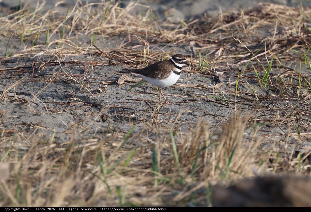 Killdeer Shorebird on Sandy Mudflat Habitat