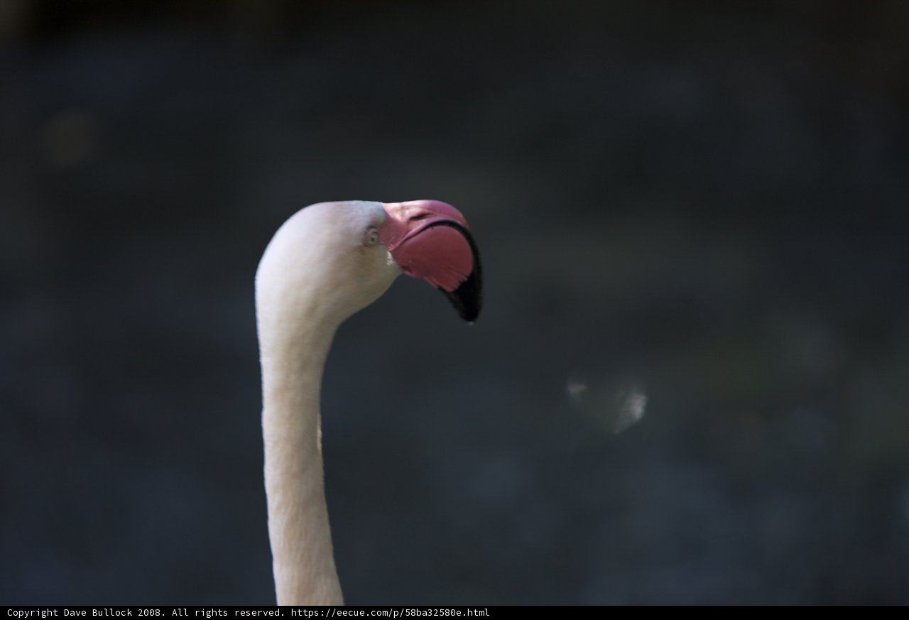 Majestic Flamingo Beauty