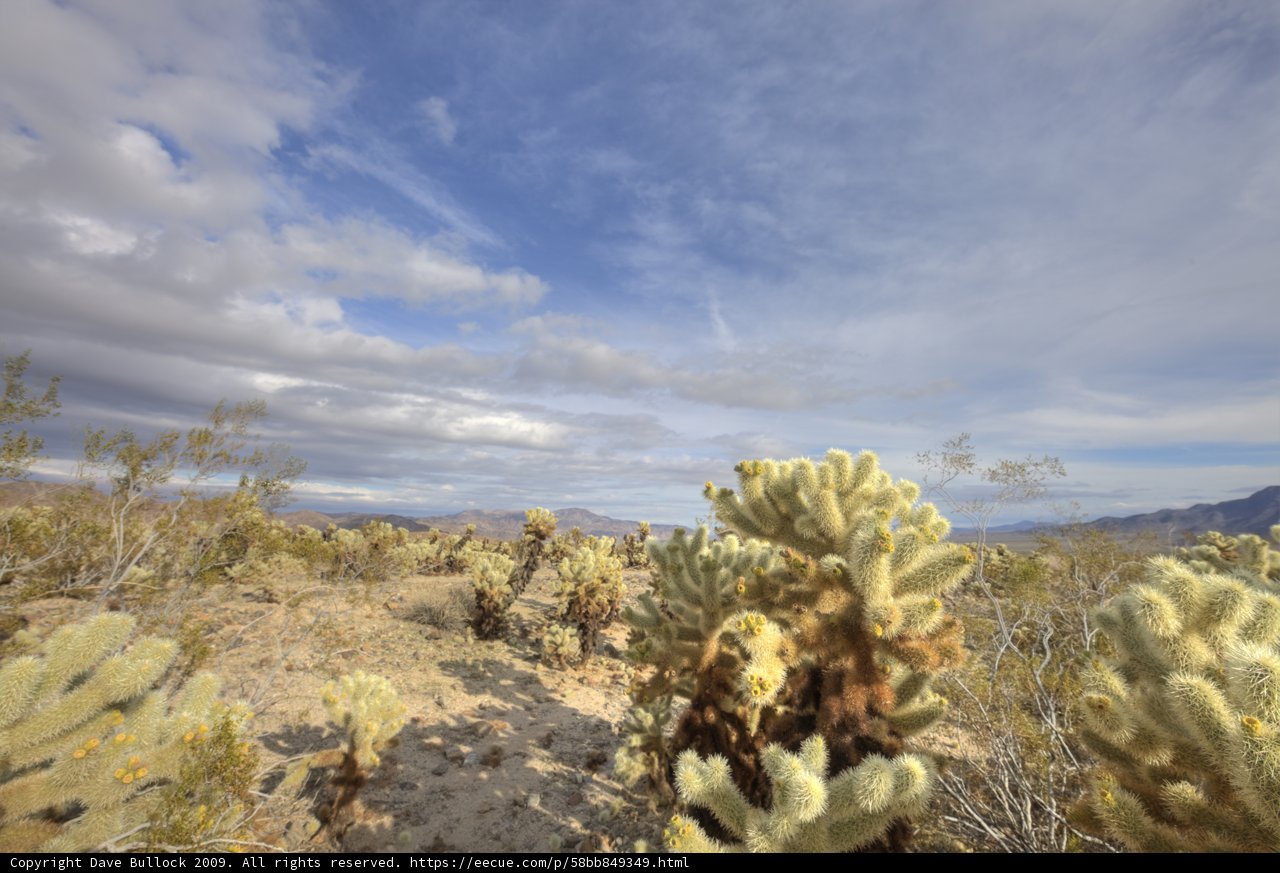Desert Dreaming