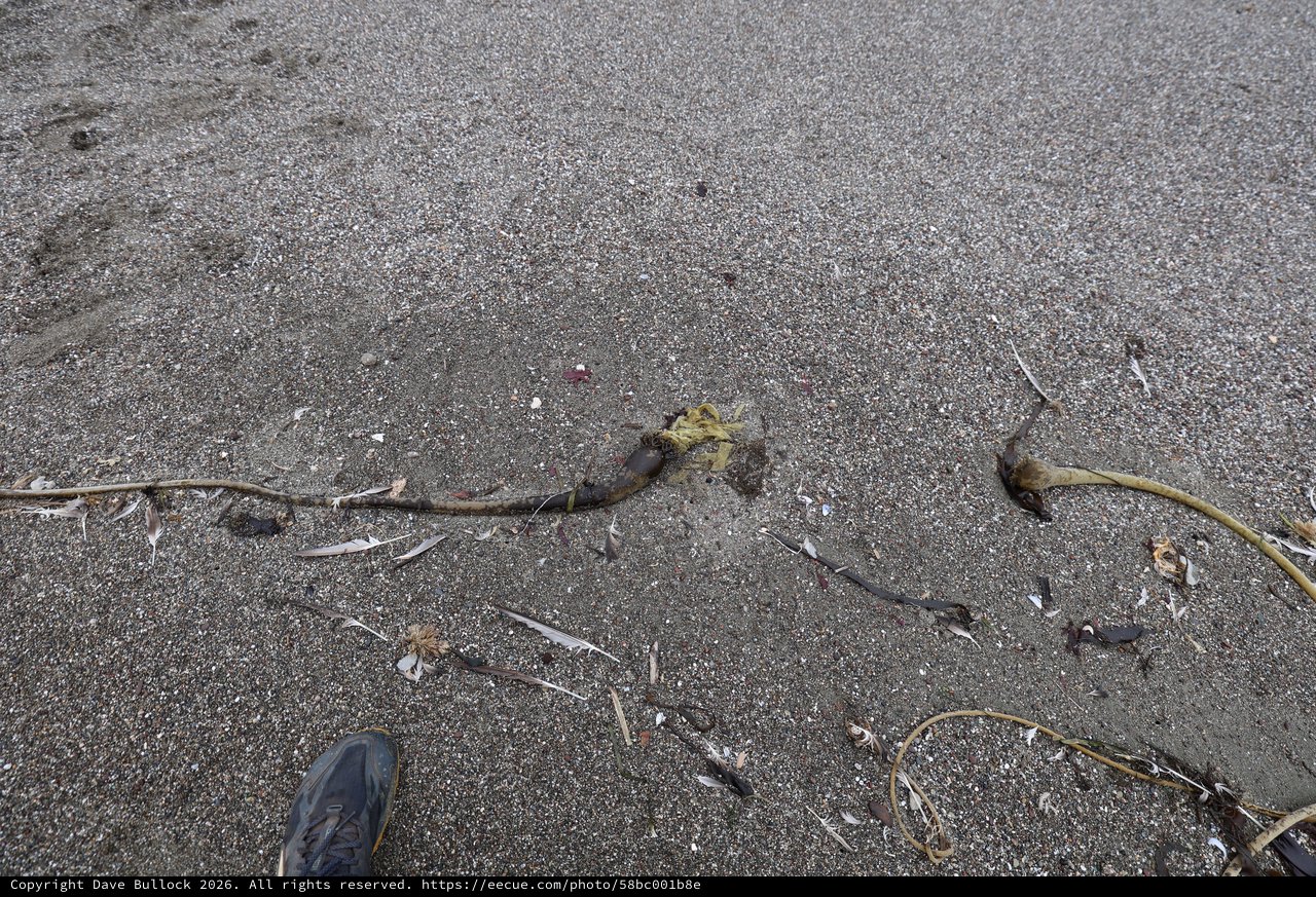 Kelp and Debris Washed Ashore on Sandy Beach