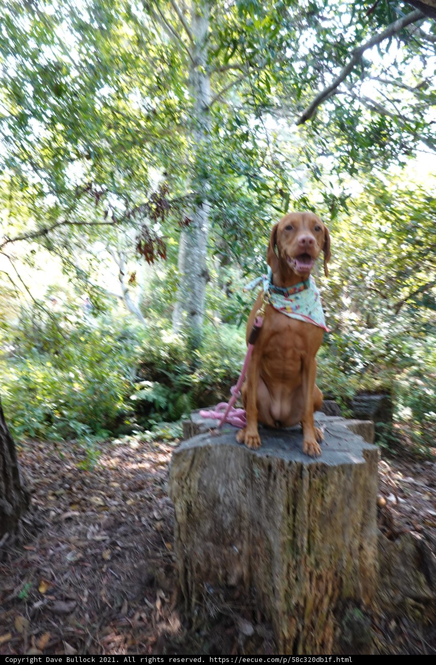 Canine Companion in the Woodland Grove