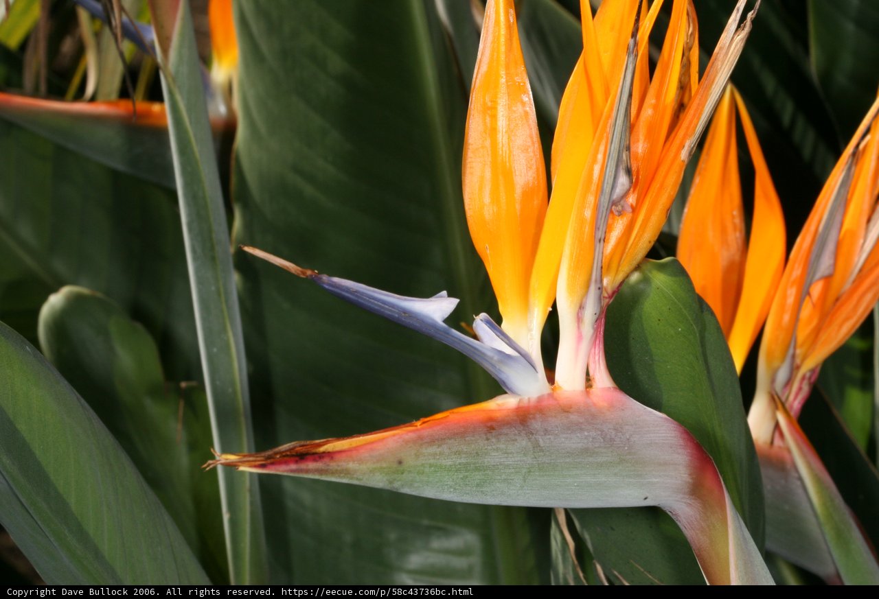 Bird of Paradise