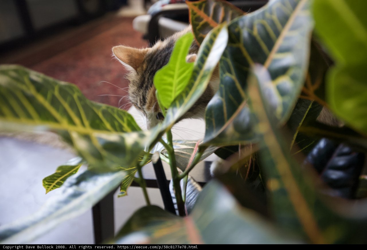 Curious Cat Investigates Leafy Plant