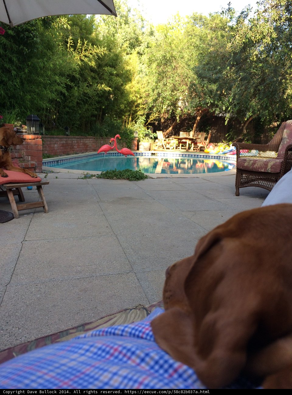 Summer Relaxation with Man's Best Friend