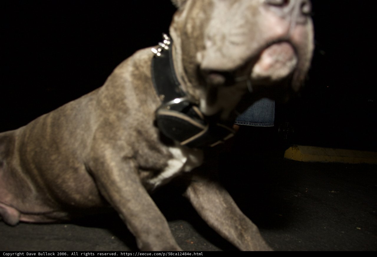 Dog with a Collar on its Head
