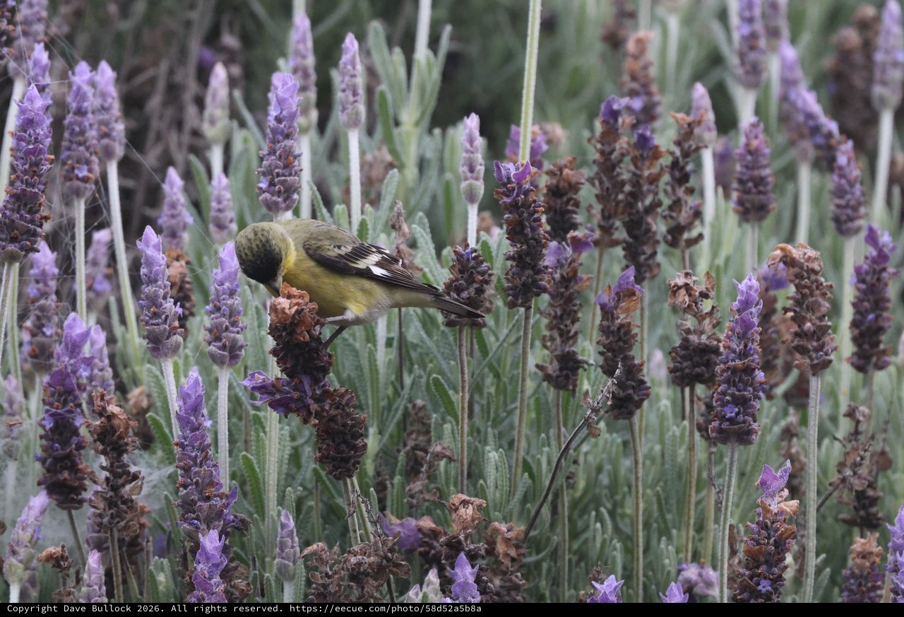 Lesser Goldfinch Perched Among Dried Lavender Stalks
