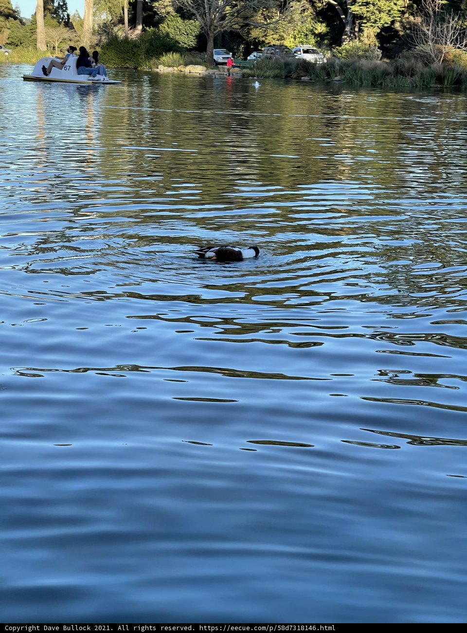 Serene Duck at Stow Lake