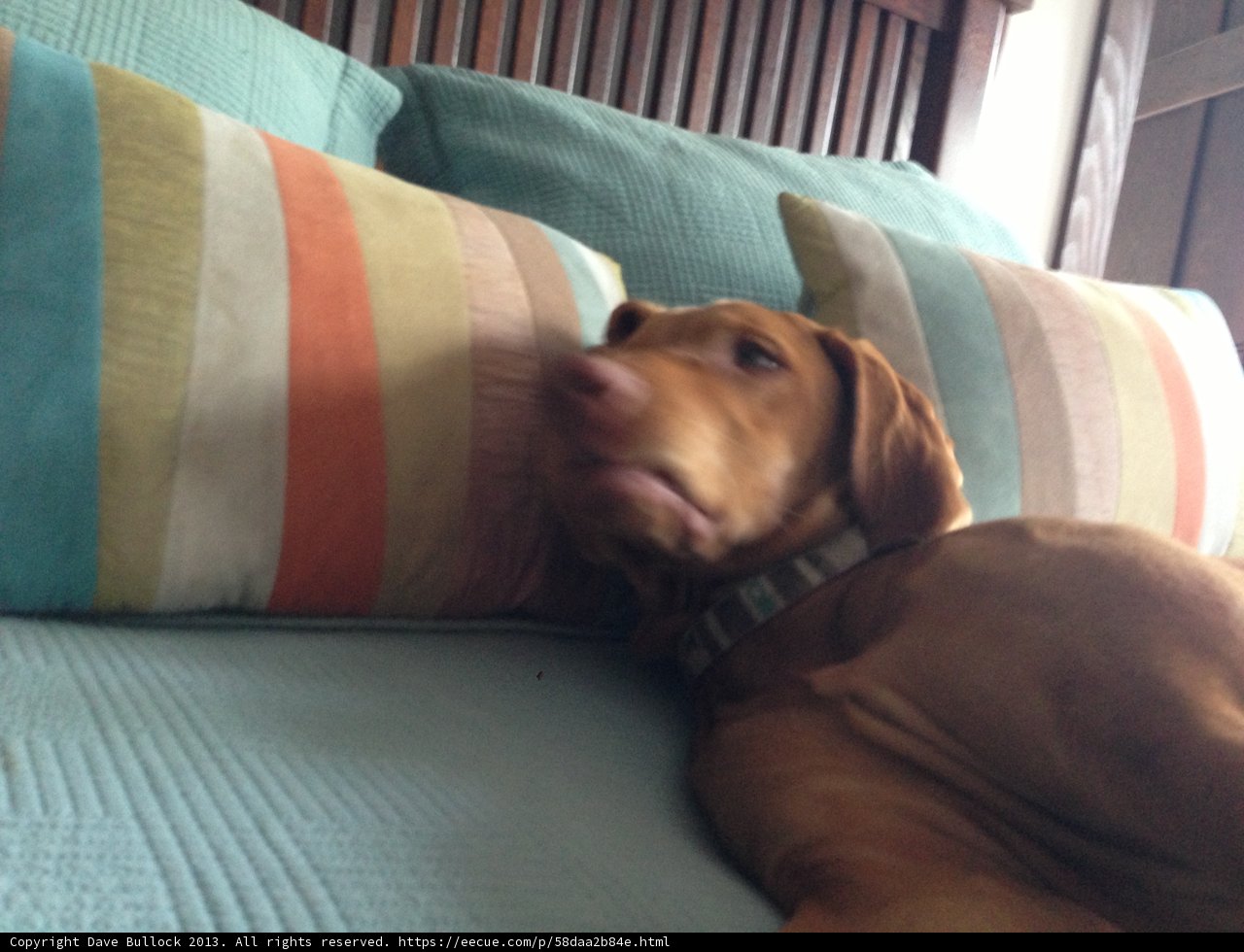 Cozy Companion