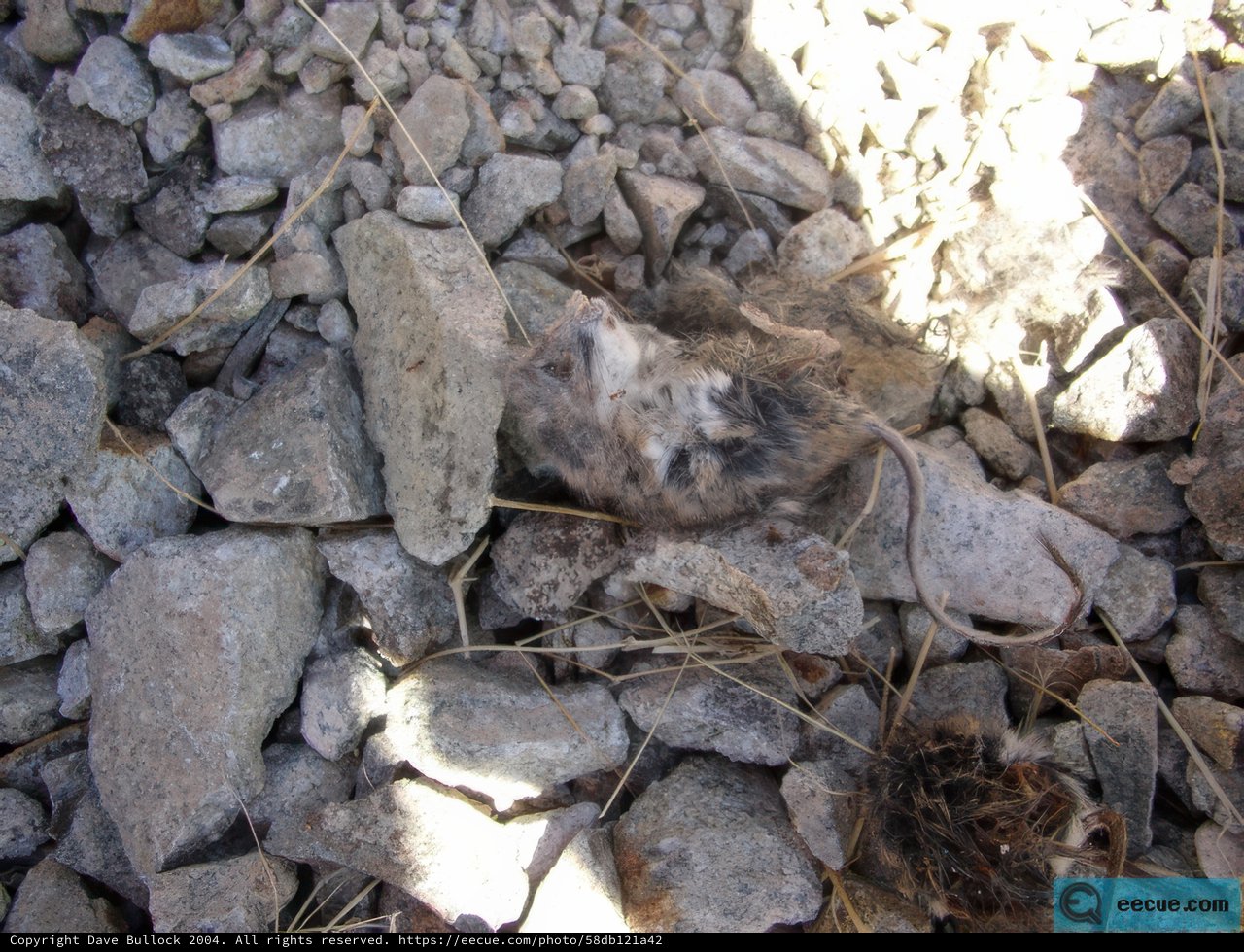 Remains of the Wild