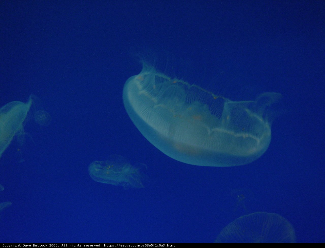 Mesmerizing Jellyfish in their Underwater Kingdom