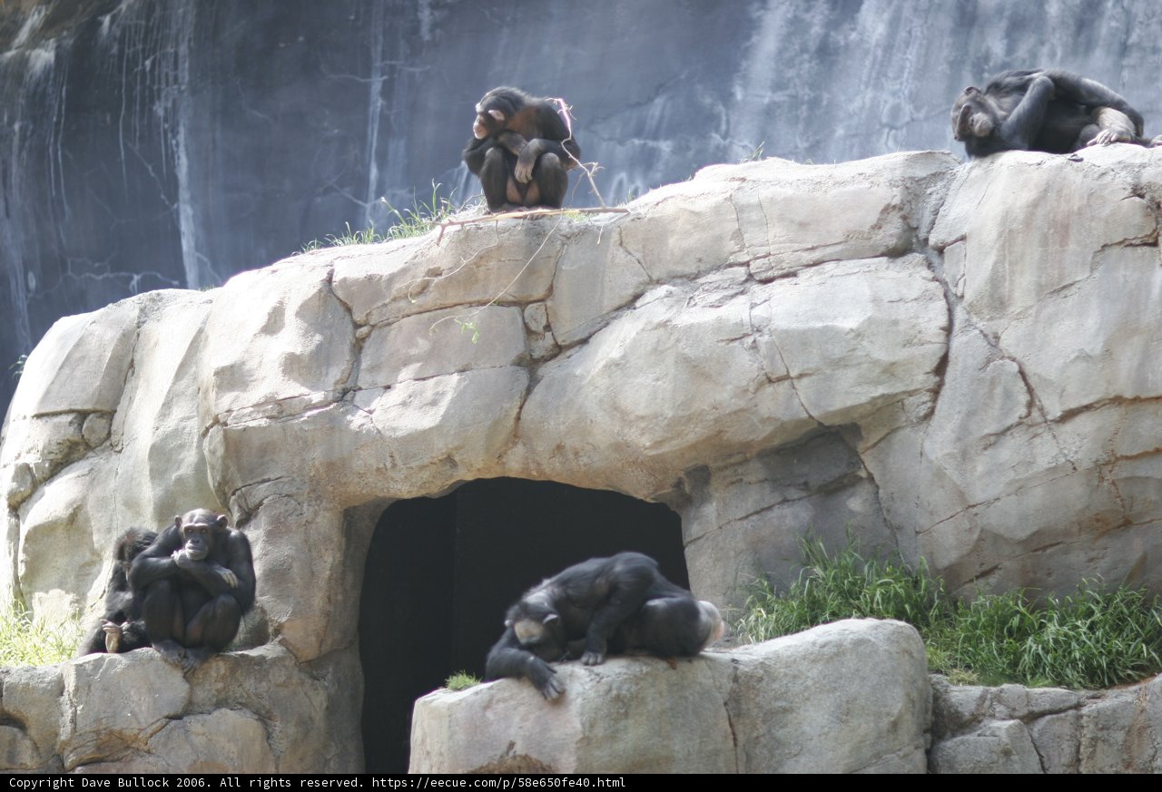 Monkeying Around on the Rocks