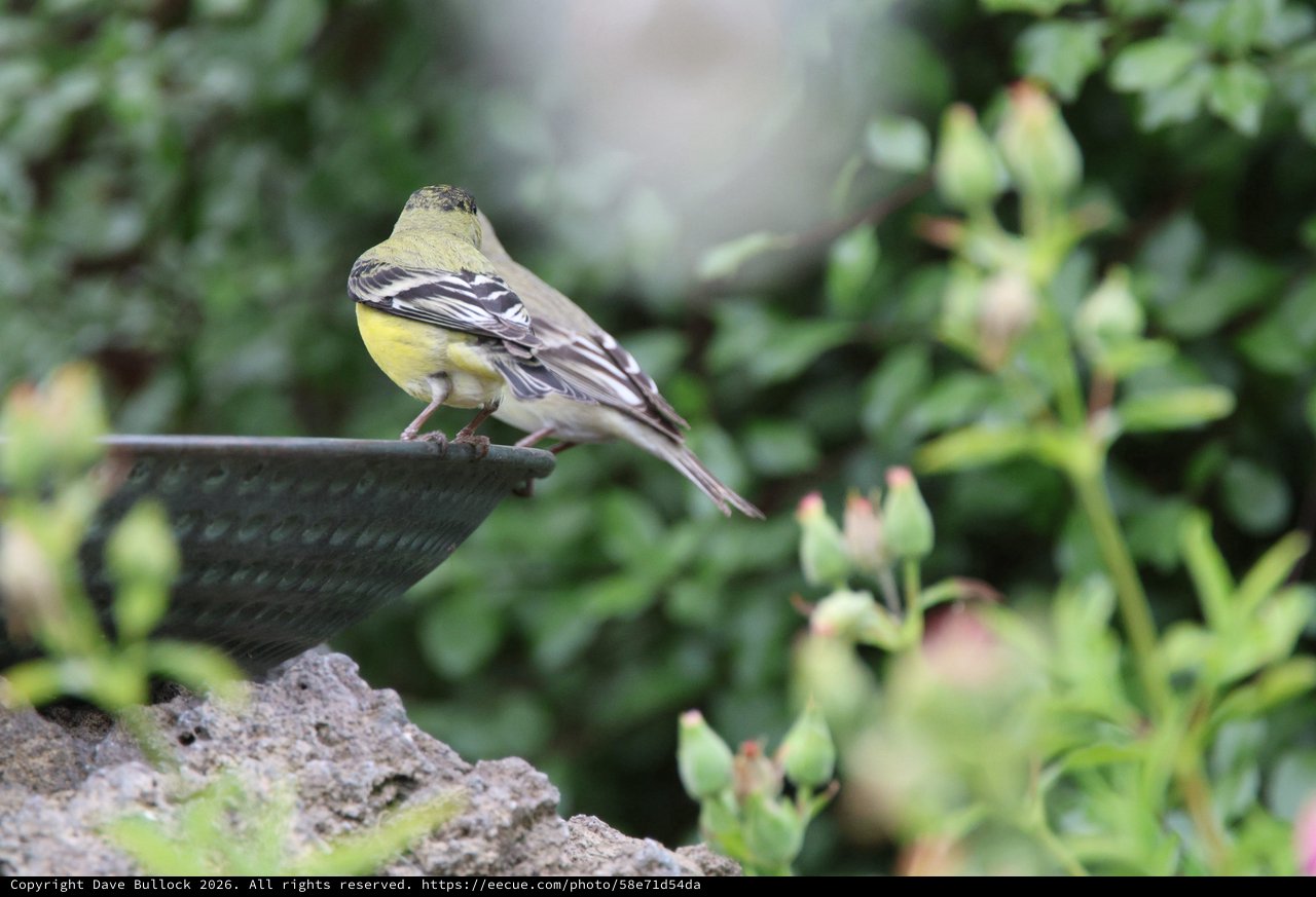 Yellow Wagtail Perched on Garden Birdbath Rim