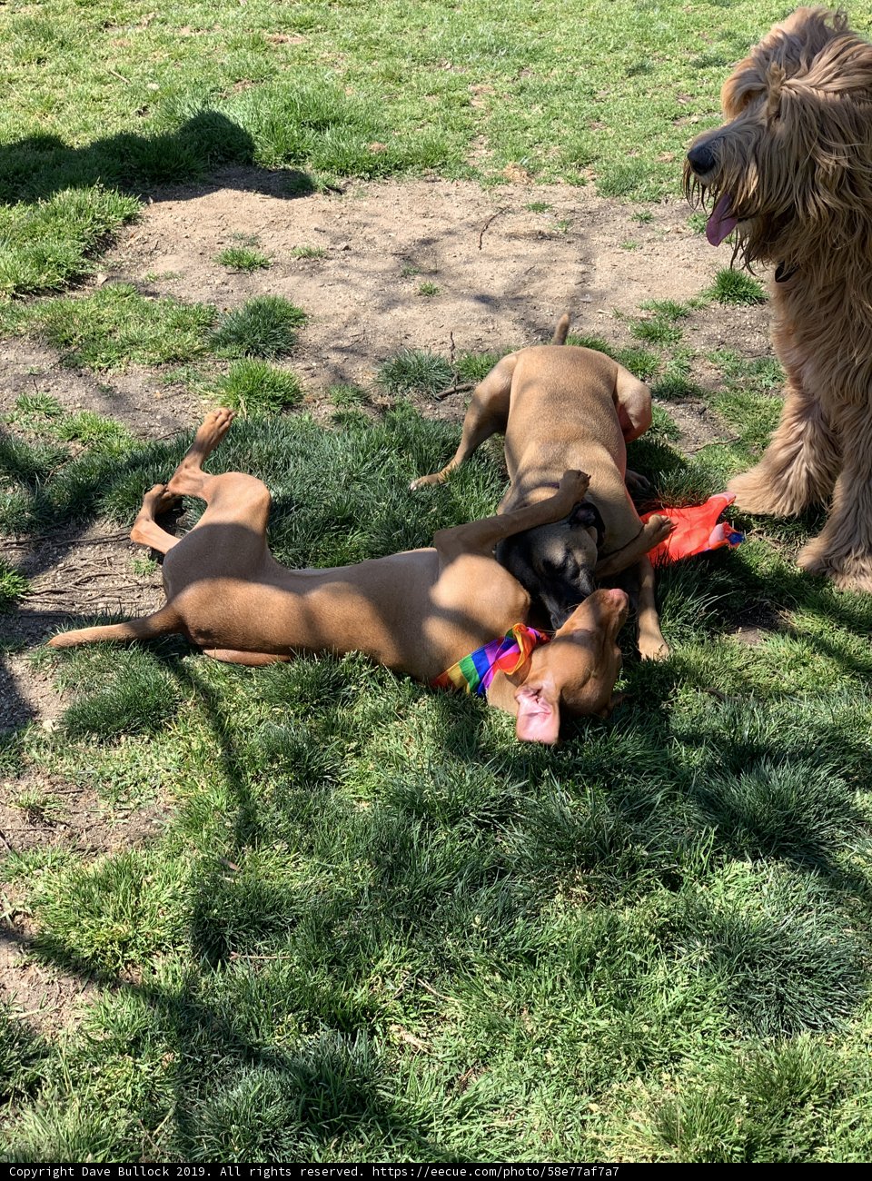 Playtime at Alice's Dog Park