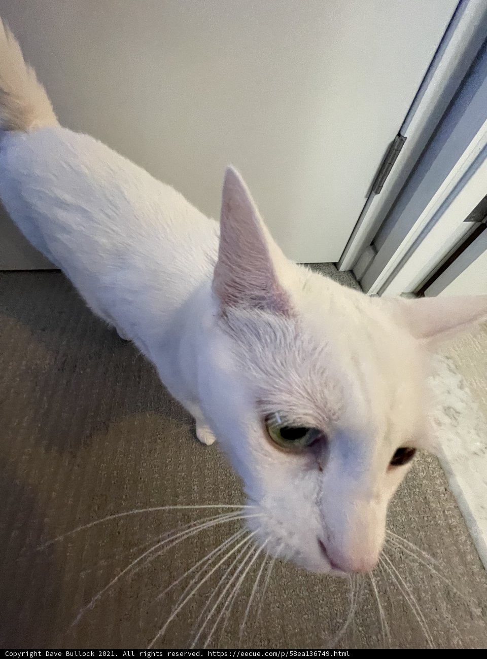 Majestic Adult Cat on a Carpeted Floor