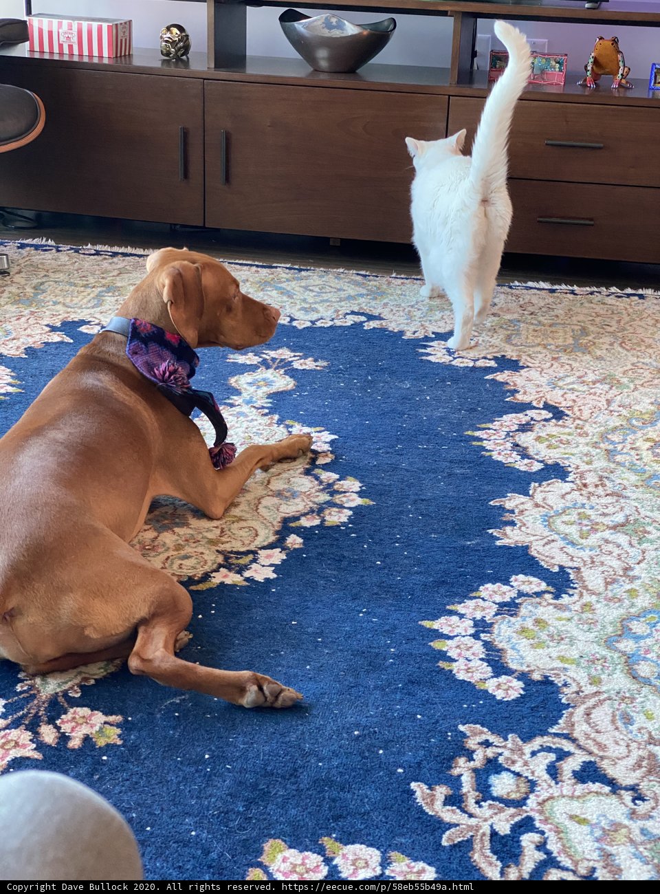 Furry Friends Relaxing on a Plush Rug