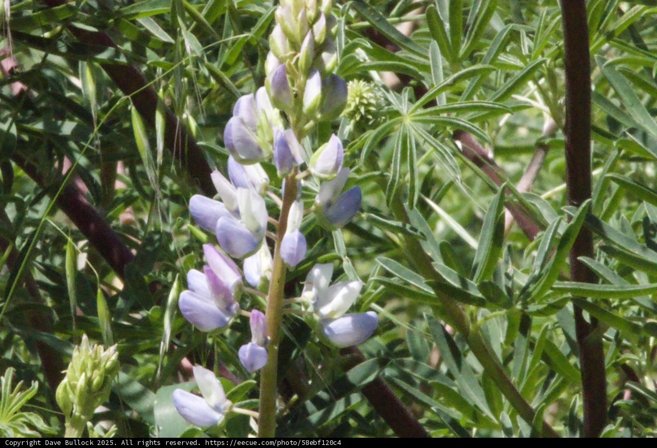 Spring Blooms of Palo Corona