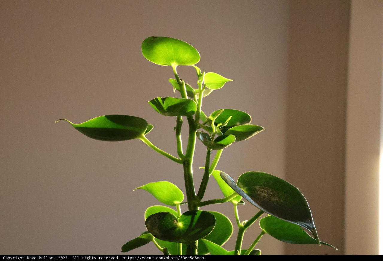 Verdant Beauty