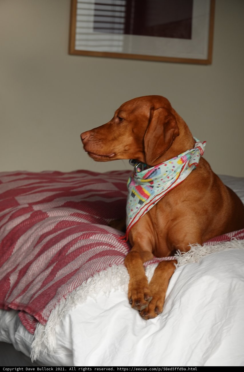 A Cozy Canine Resting on Bedding
