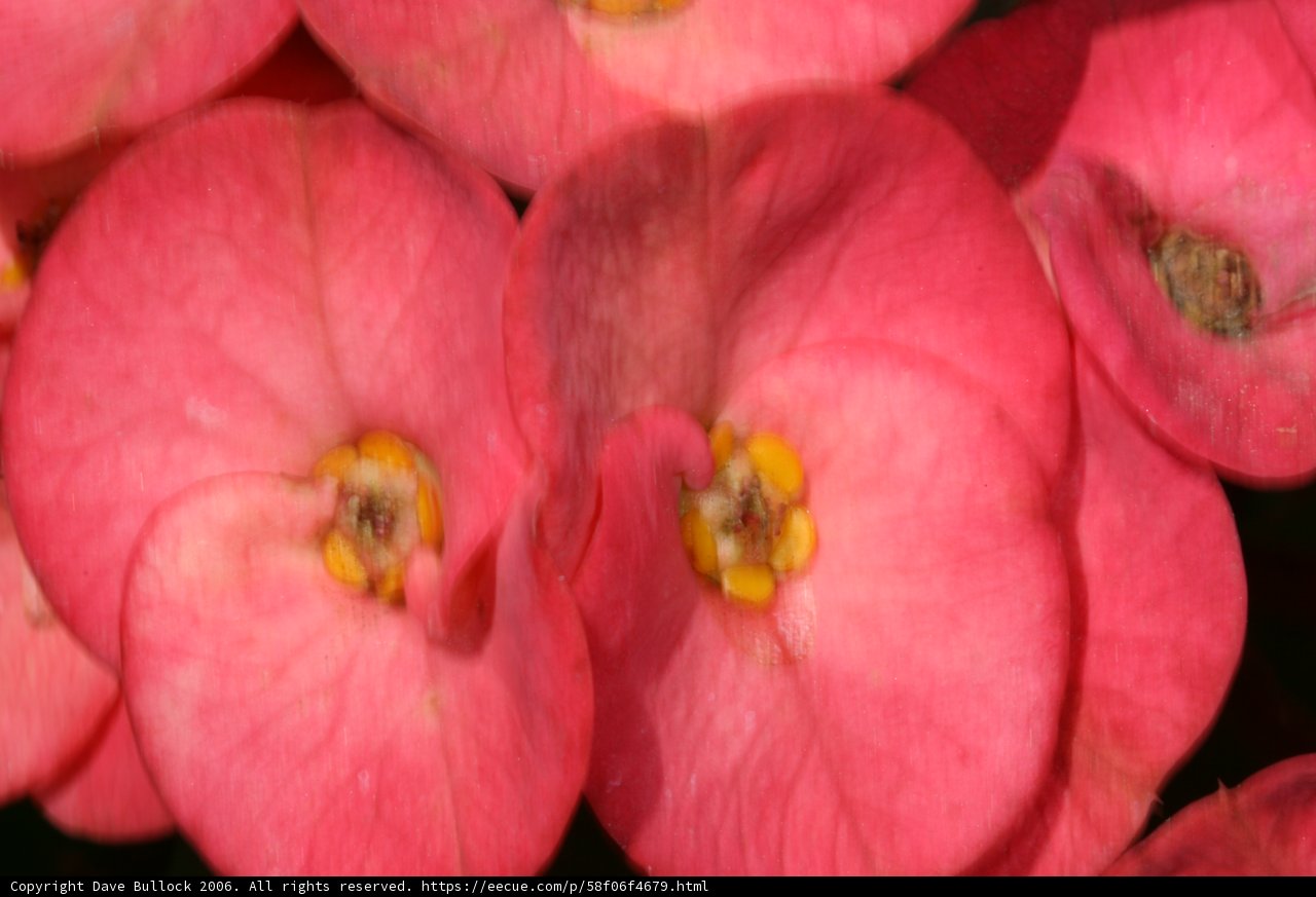 Pink Flowers with Yellow Centers