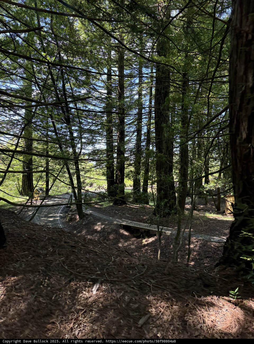 Serenity in the Forest