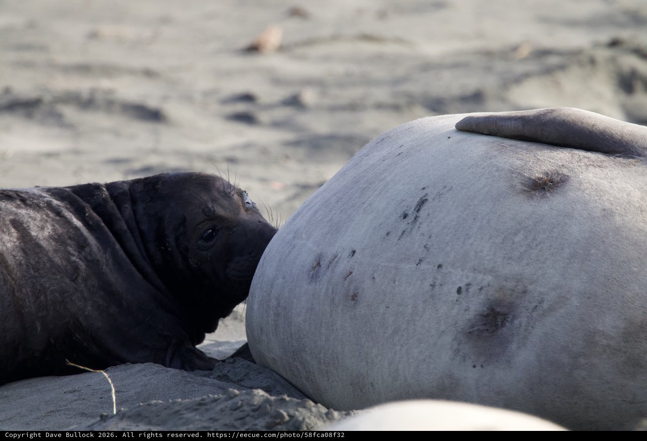 Newborn Elephant Seal Pup with Mother at Beach