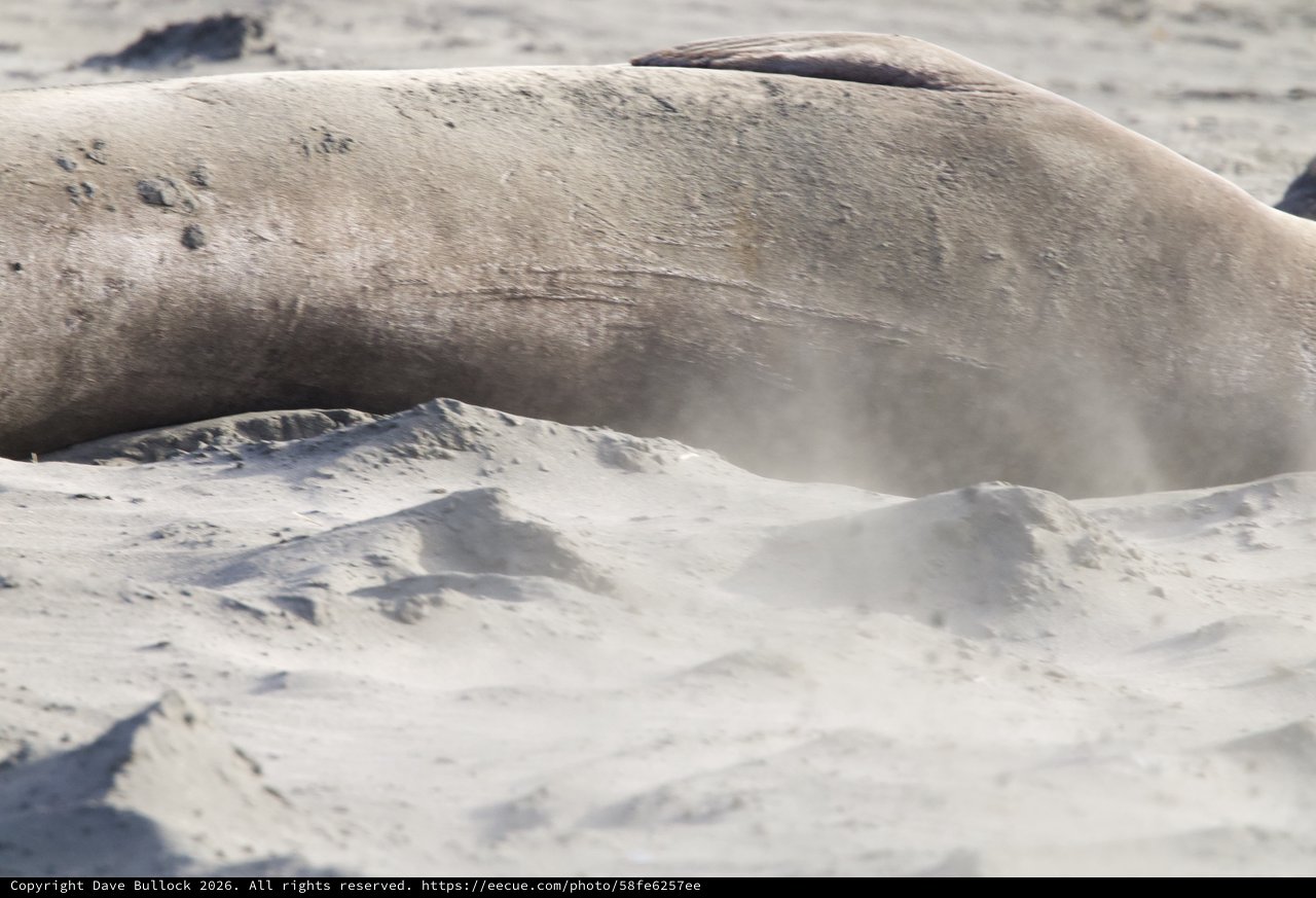 Elephant Seal Resting on Sandy Beach at Drakes Beach