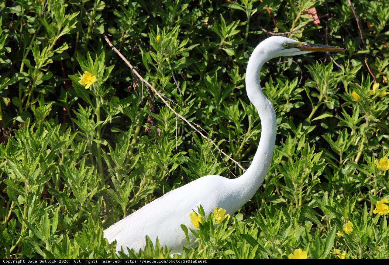 Great Egret Hunting in Lush Wetland Vegetation