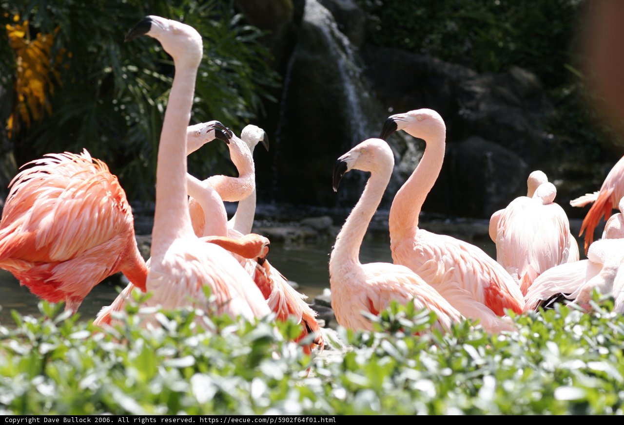Flamingo Flock at the Waterfall