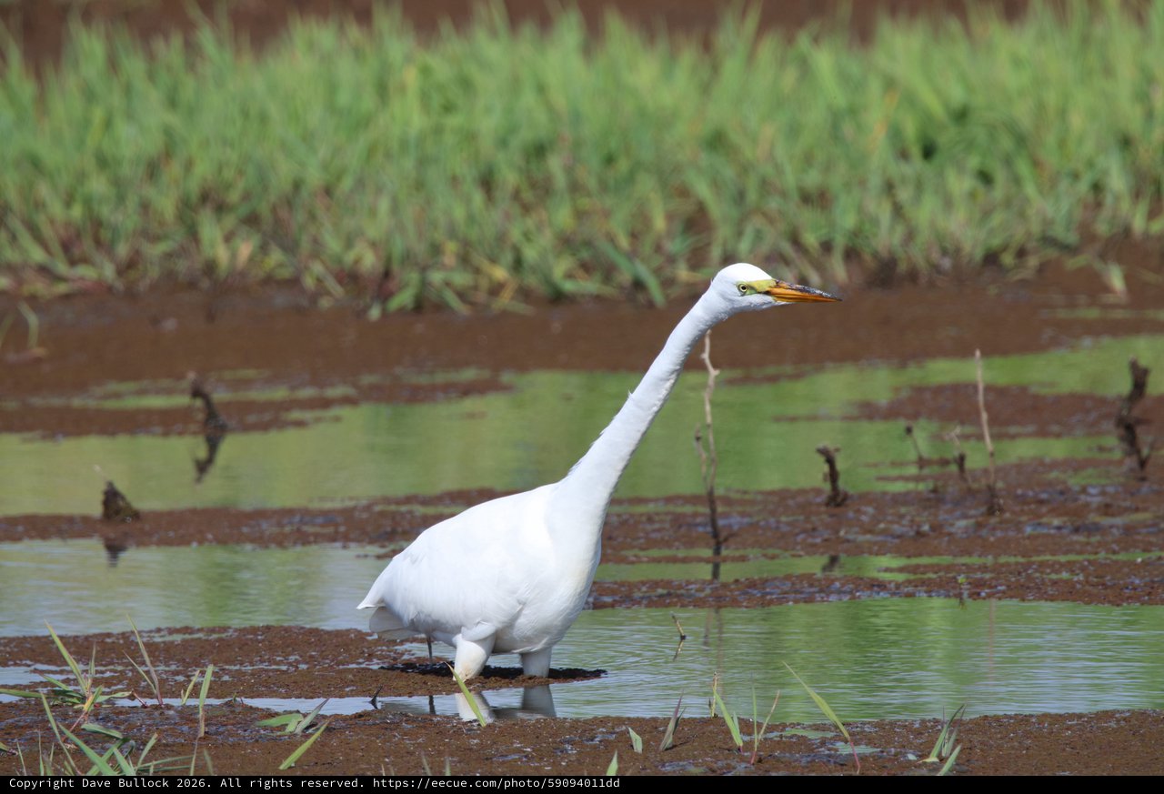 Great Egret Wading in Shallow Wetland Waters