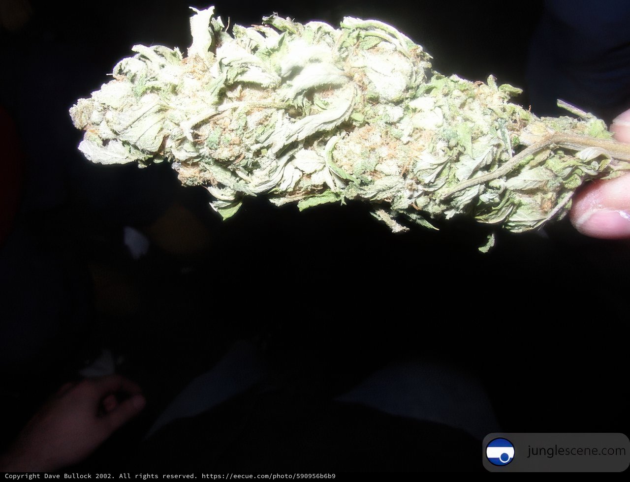 Herbal Bride