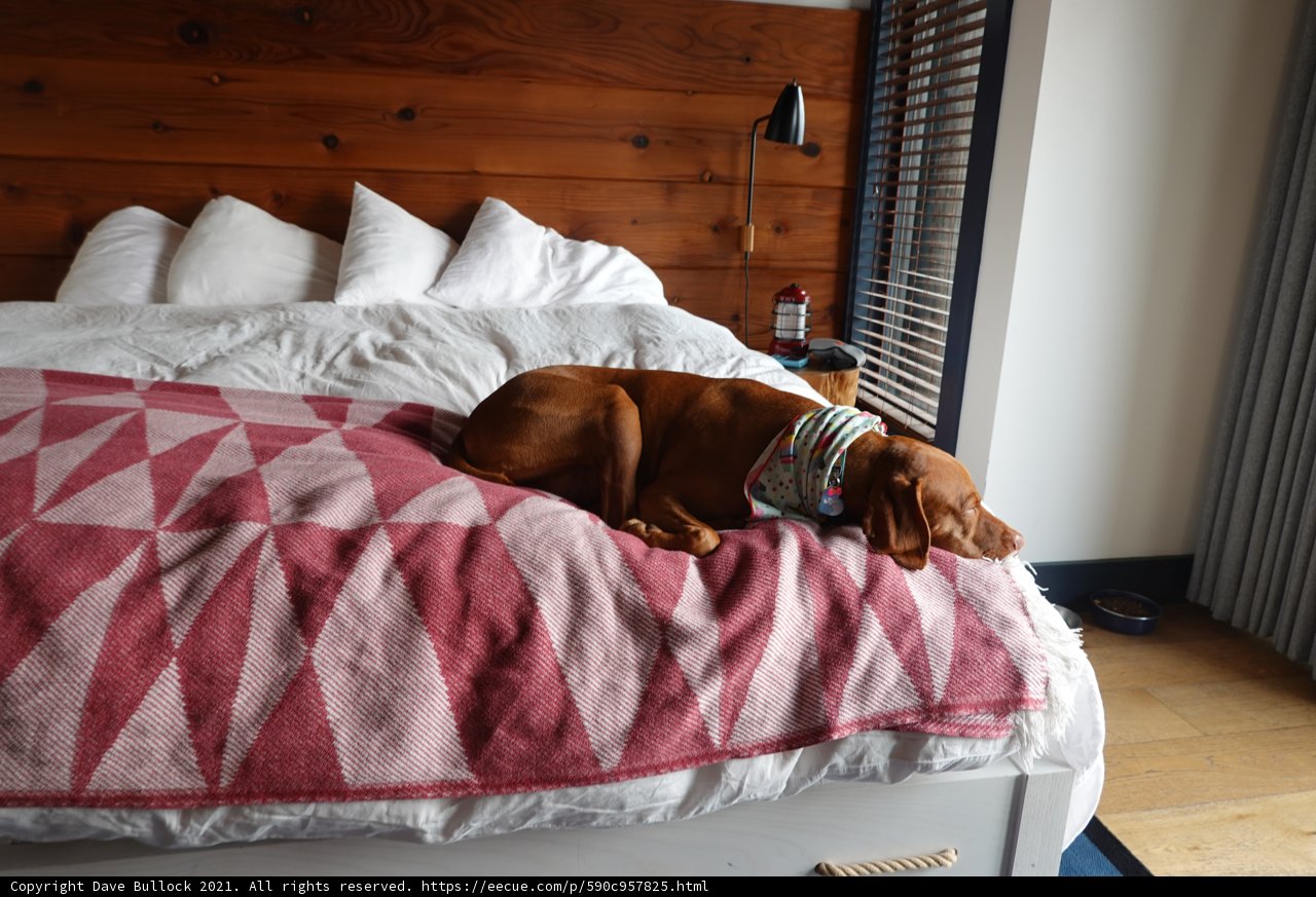 Cozy Canine Retreat