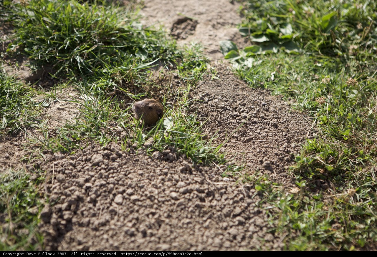 Digging In