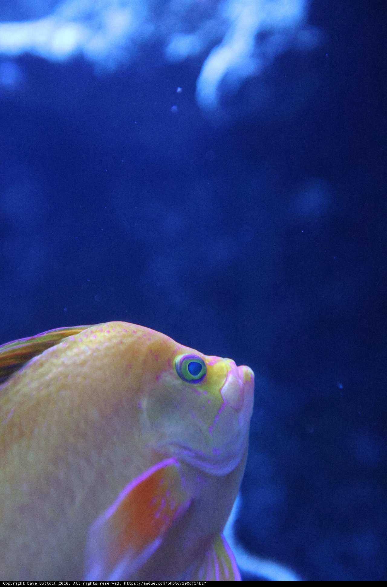 Pale Tang Fish in Deep Blue Aquarium Waters