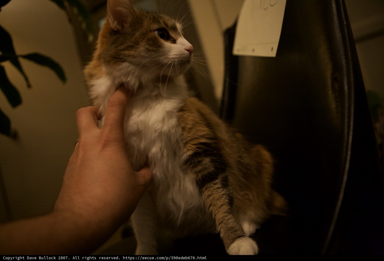 A Midnight Snuggle with a Furry Friend