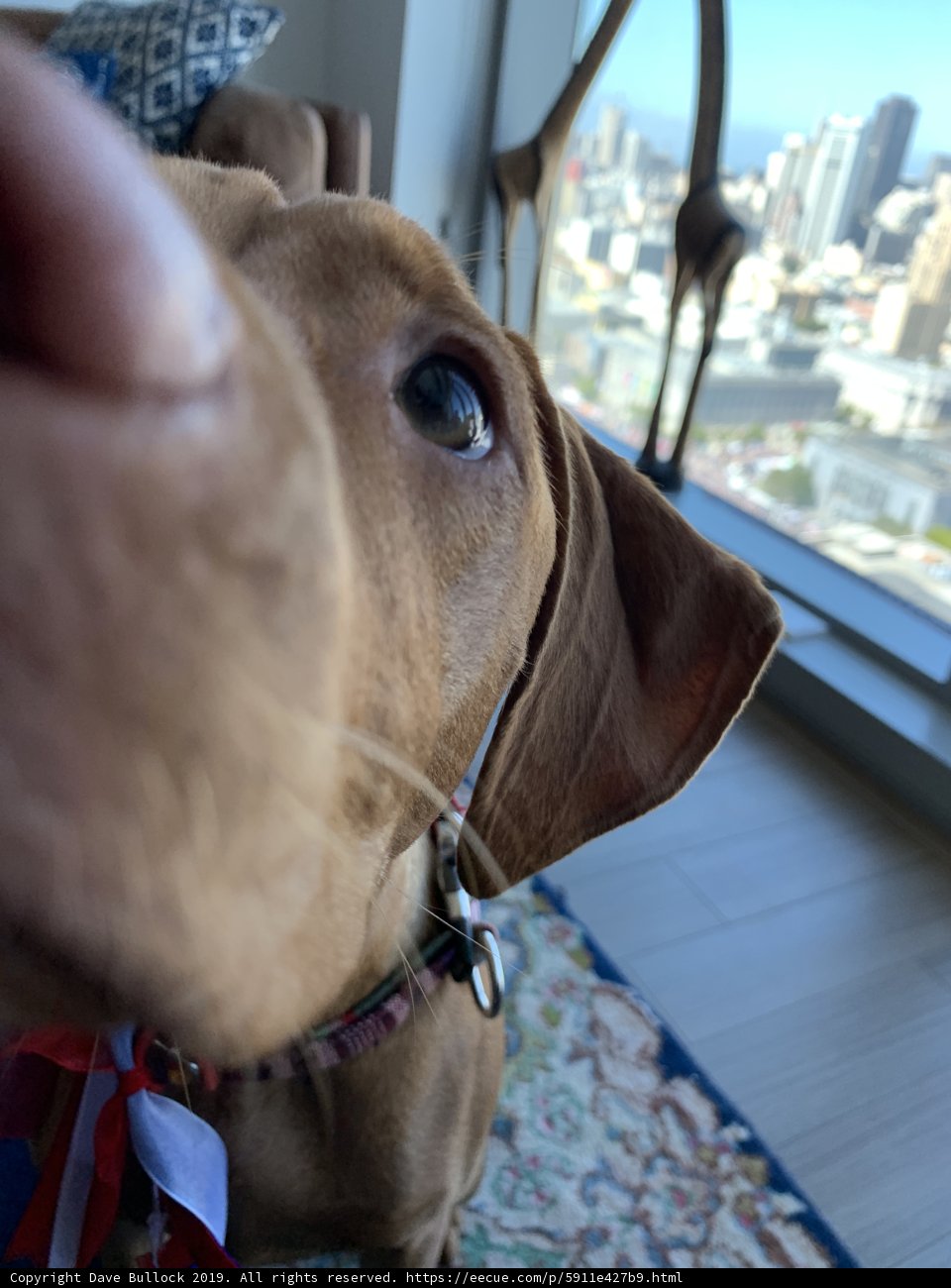 Pensive Pup Gazing at the Blue Skies