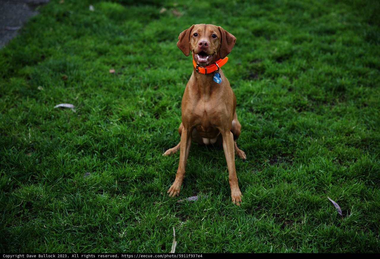 A Sunlit Moment with the Majestic Vizsla