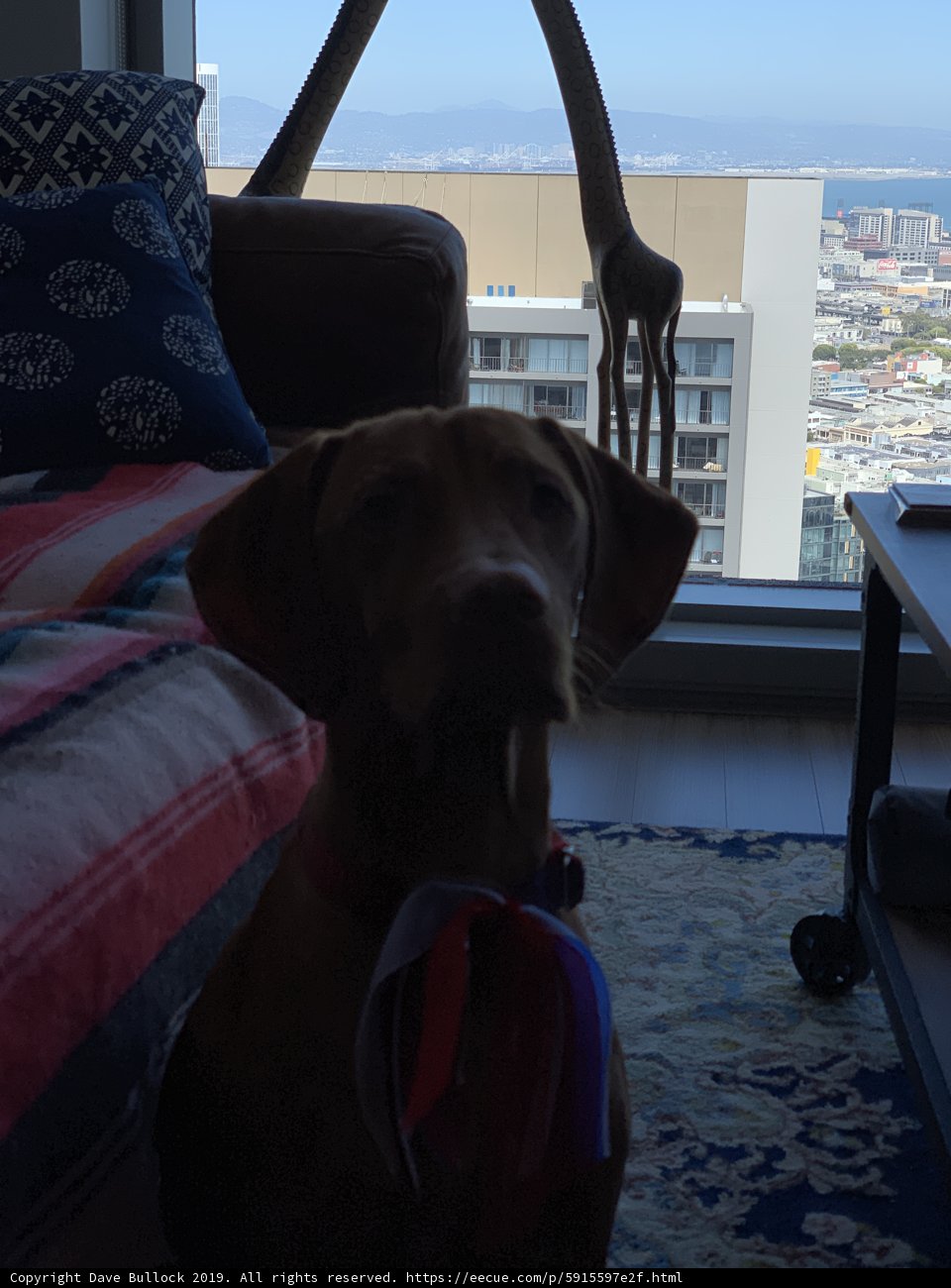 A Comfy Companion on the Couch