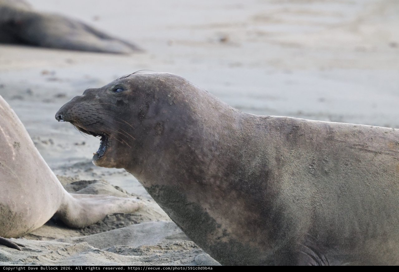 Elephant Seal Vocalizing at Drakes Beach Colony