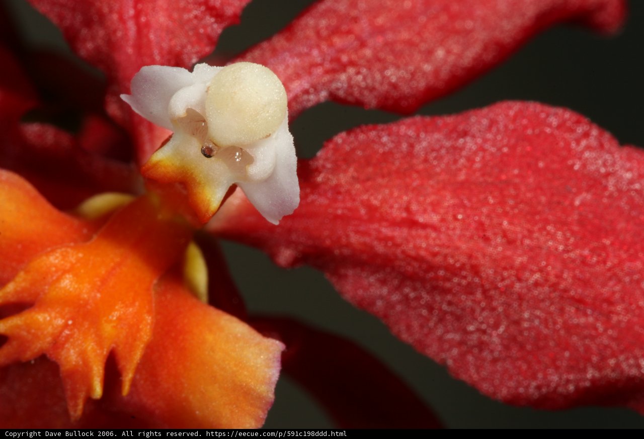 Red Orchid with White Face