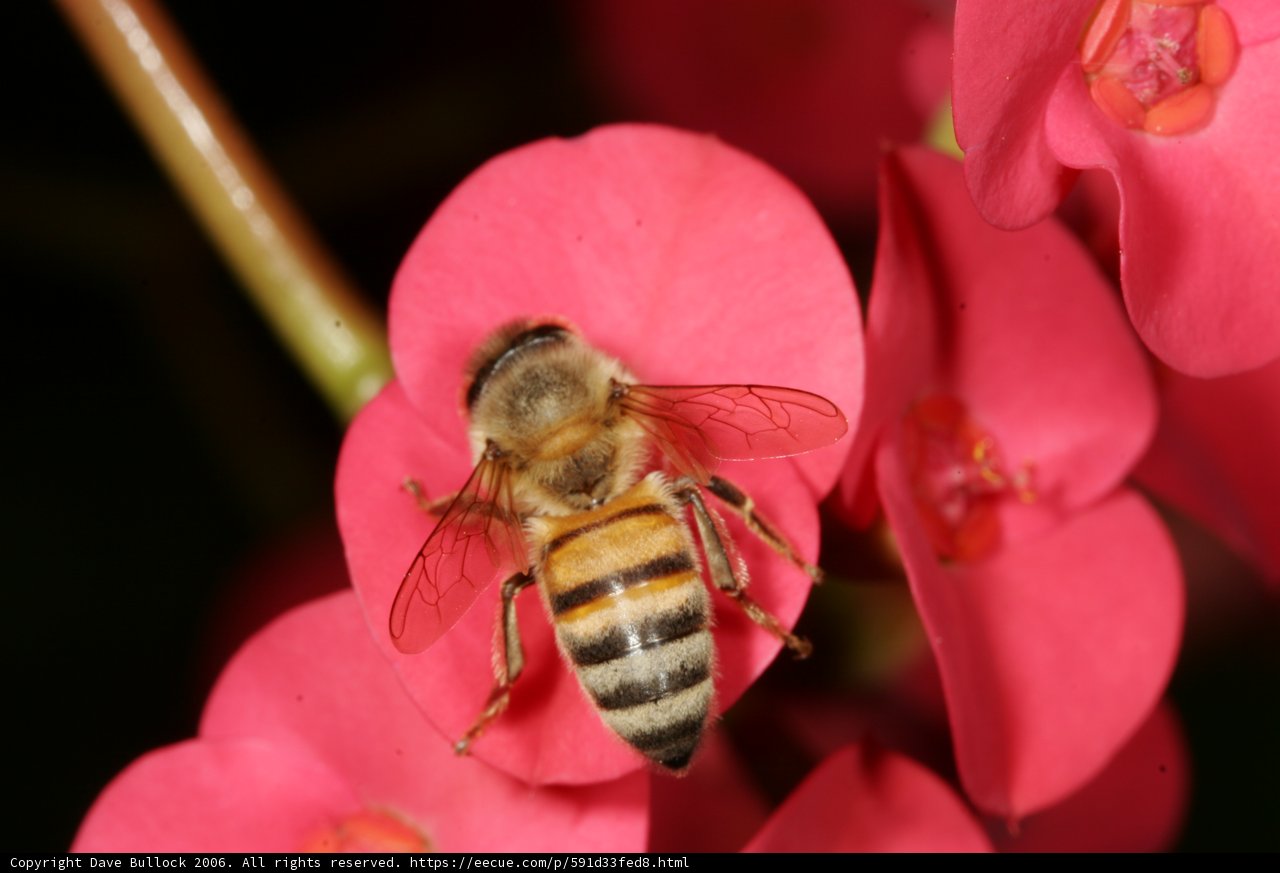 Bee on a Geranium