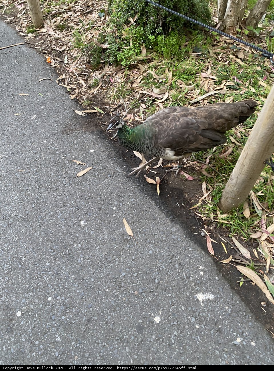 Peacock Strolling the Sidewalk