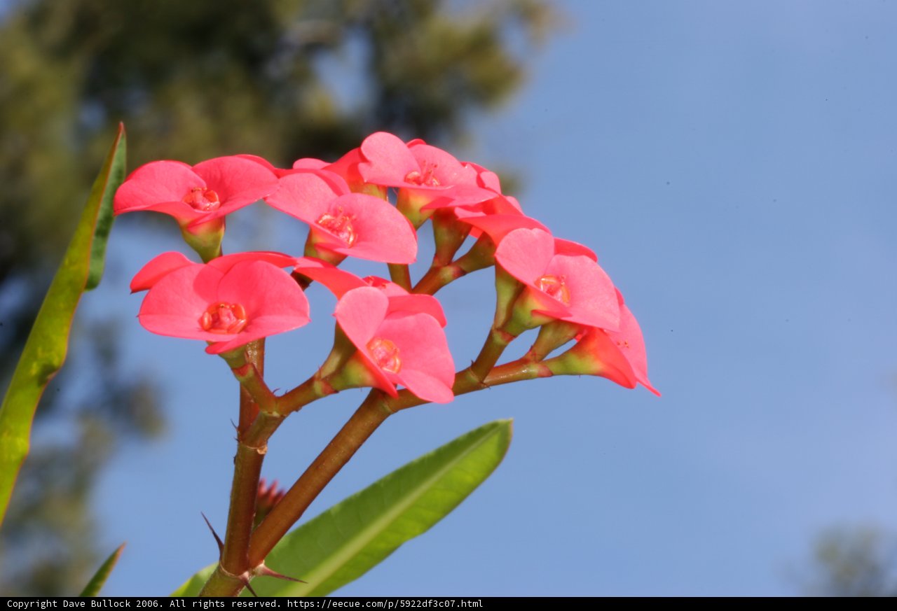 Pink Geranium Blossom Against Blue Sky