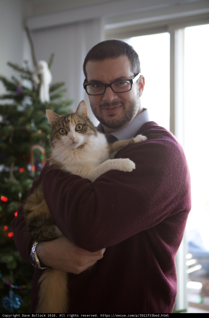 Christmas Cat Cuddles